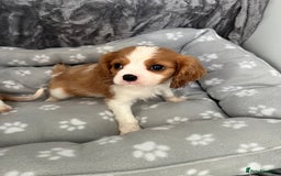 Cavalier King Charles Spaniel dogs for sale: Health tested stunning puppies - Advert 5