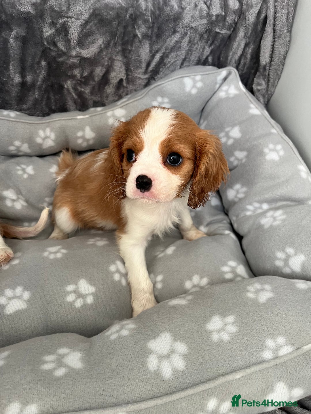 Cavalier King Charles Spaniel dogs for sale: Health tested stunning puppies - Advert 5