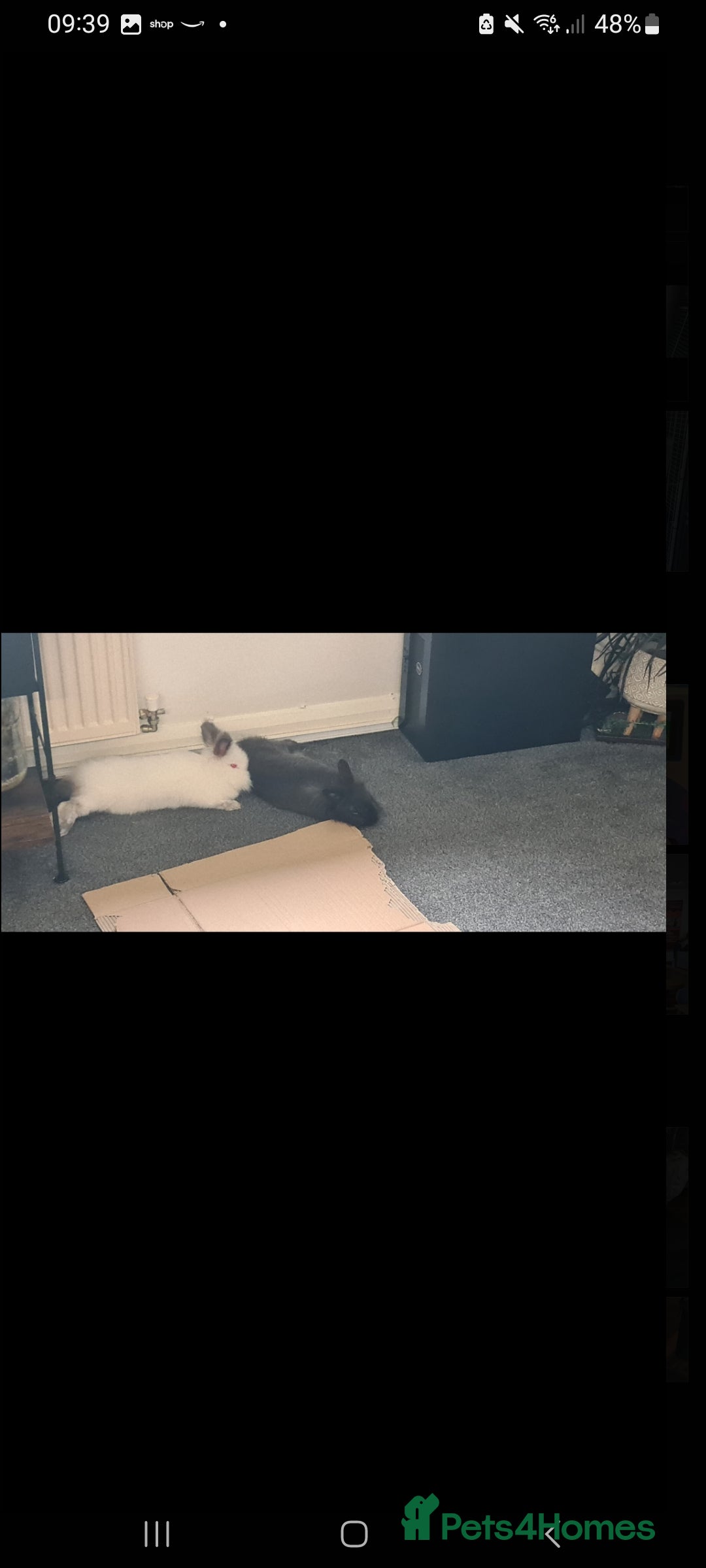 Netherland Dwarf rabbits for sale: 2x female rabbits - Image 6