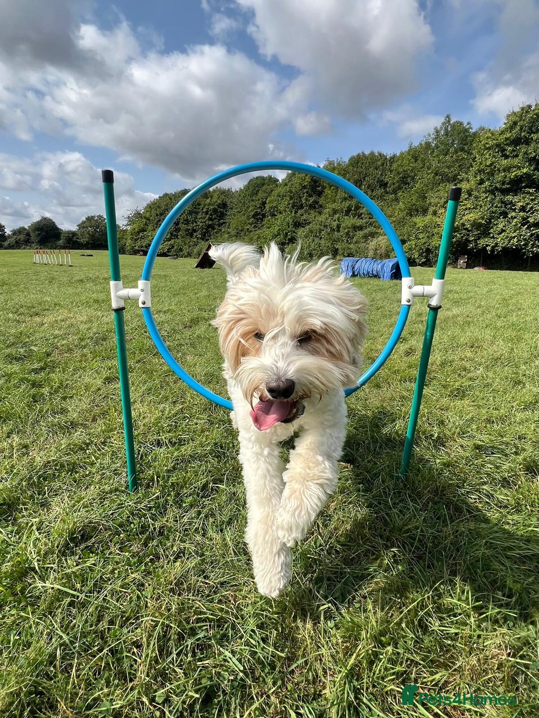 Australian Labradoodle dogs for stud: Proven extensively health tested gorgeous stud - Image 30