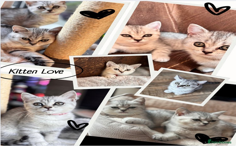 British Shorthair cats - Advert 1
