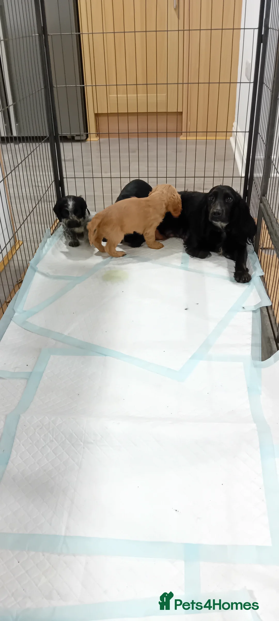 Cocker Spaniel dogs for sale: QUALITY COCKER SPANIAL PUPPIES - VARIOUS COLOURS - Advert 16