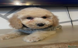 Cockapoo dogs for sale: Cockapoo F2 beautiful puppies ready to go  - Image 15