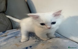 Siberian cats for sale: Pure White Siberian kittens. Ready Now.  - Image 19
