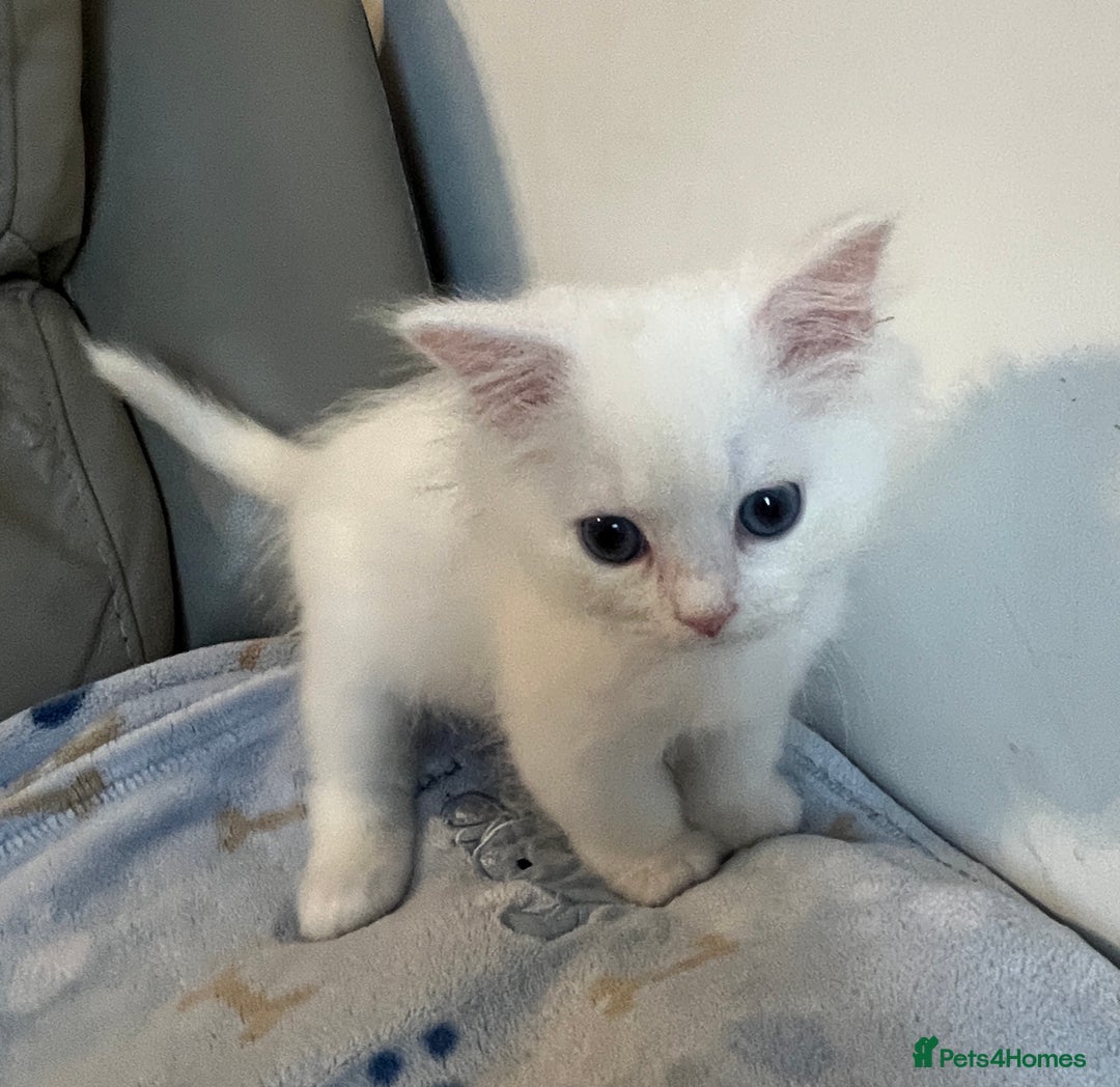 Siberian cats for sale: Pure White Siberian kittens. Ready Now.  - Image 19