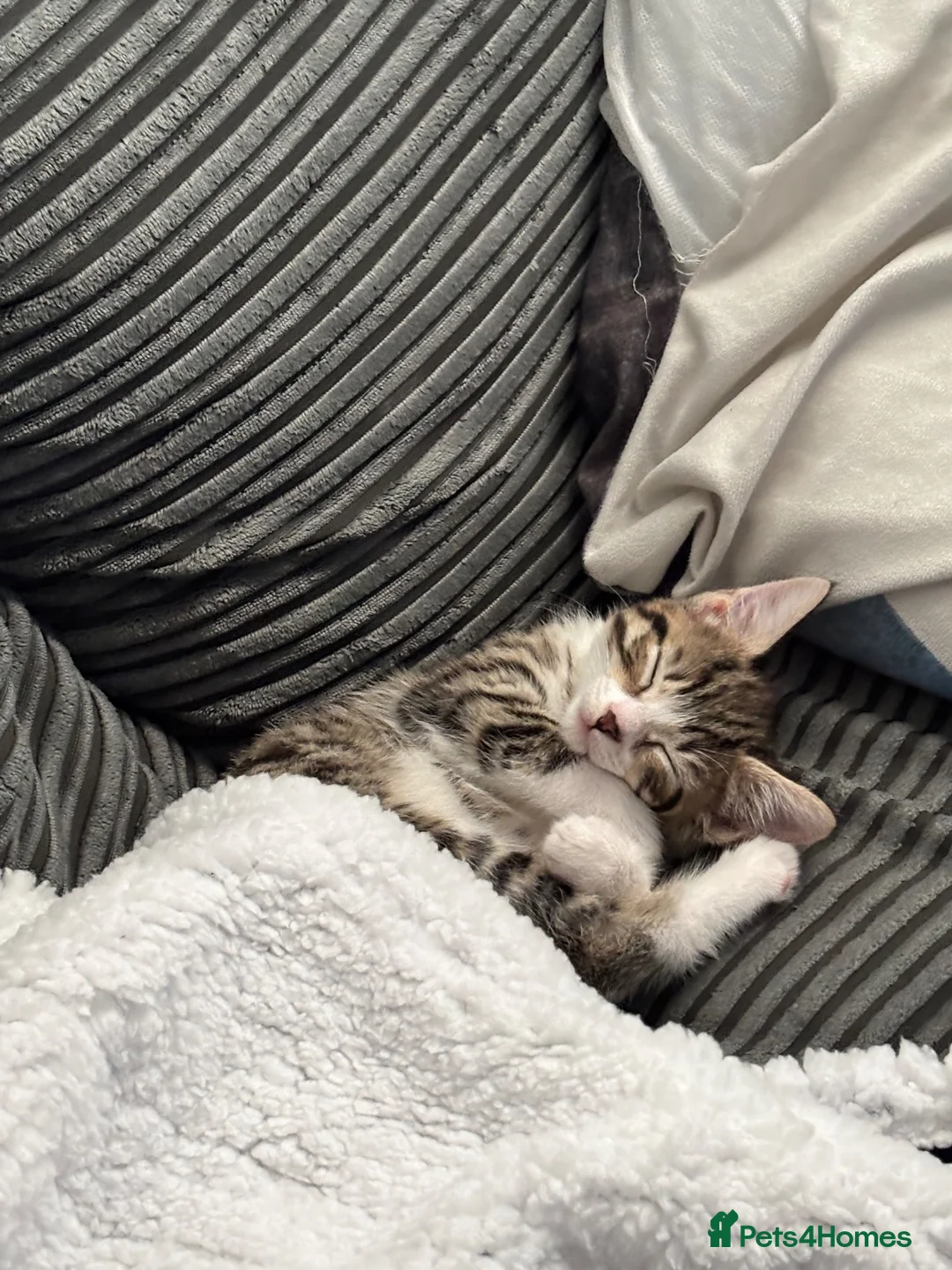 Mixed Breed cats for sale: Bengal cross 9 week old male  - Advert 5