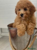 Toy Poodle dogs - Advert 10