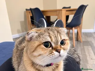 Scottish Fold cats Tabby Scottish Fold Girl - Forever Home Wanted - Advert 1