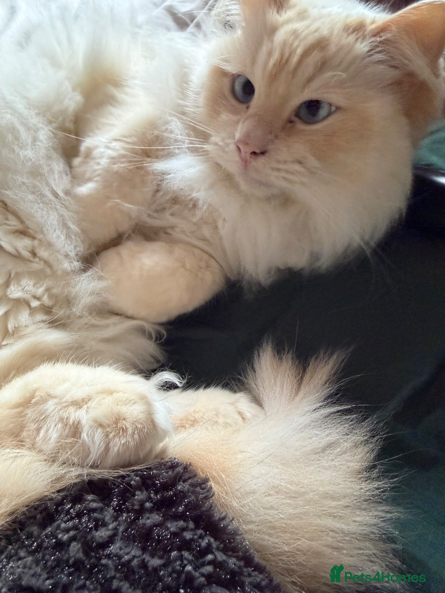 Ragdoll cats 4 year old Ragdoll - read description  - Advert 9