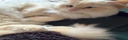Ragdoll cats for sale: 4 year old Ragdoll - read description  - Advert 1