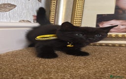 British Shorthair cats for sale: Beautiful kittens for sale - Image 4