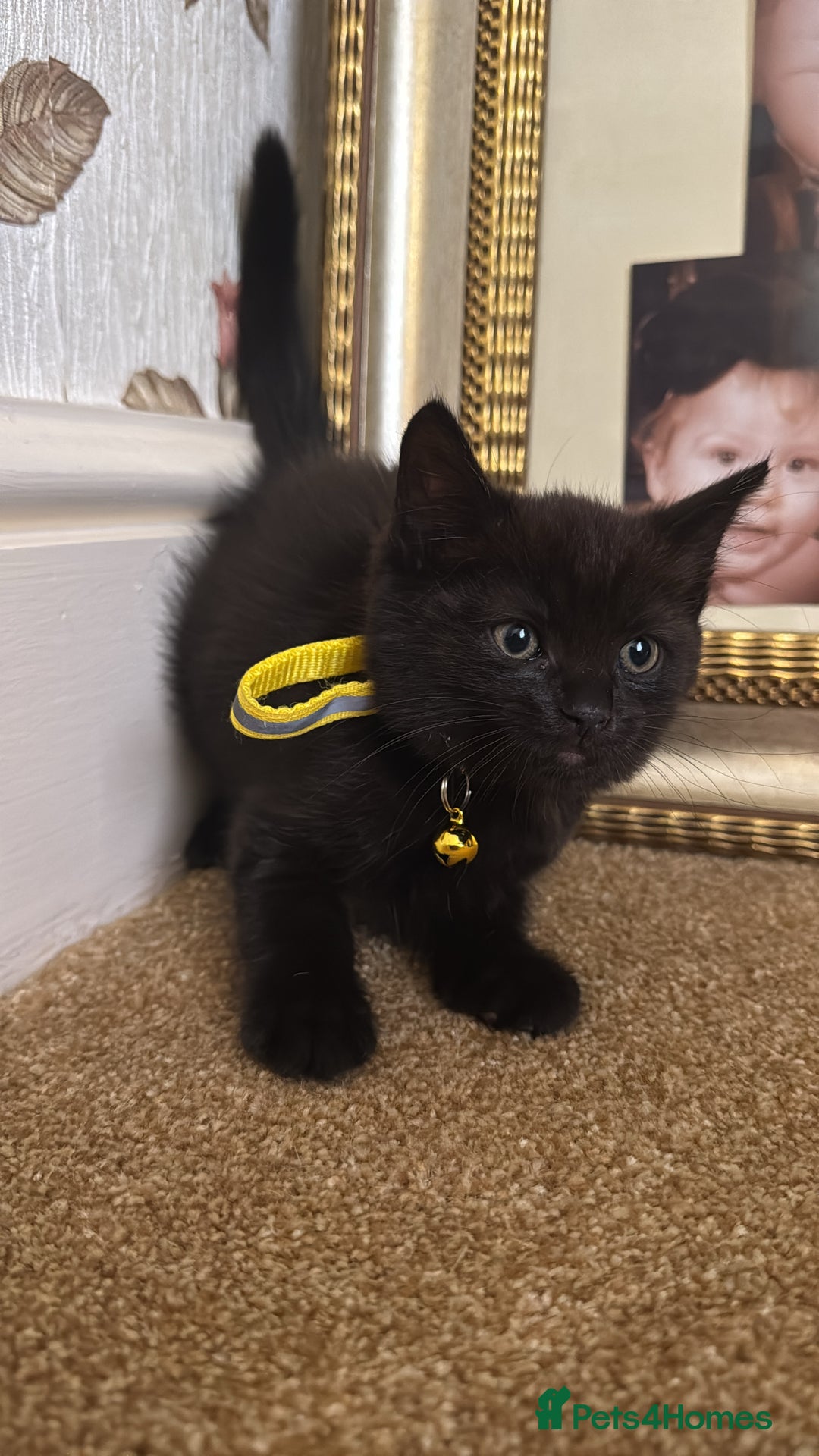 British Shorthair cats for sale: Beautiful kittens for sale - Image 4