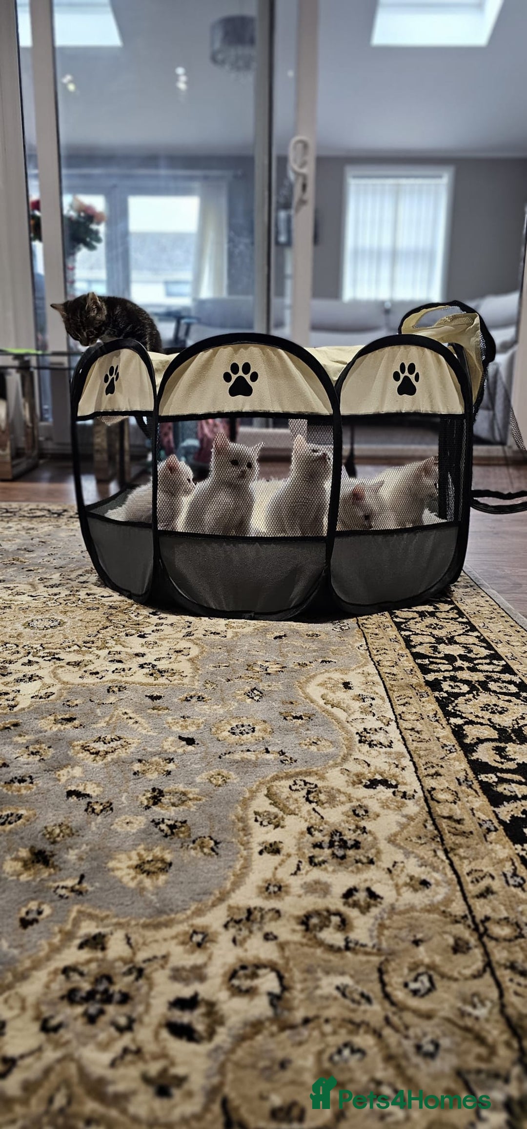 British Shorthair cats for sale: x6 Gorgeous Kittens looking for forever homes - Image 2