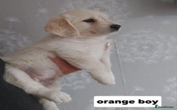 Labradoodle dogs for sale: Beautiful labradoodle pups  - Image 9