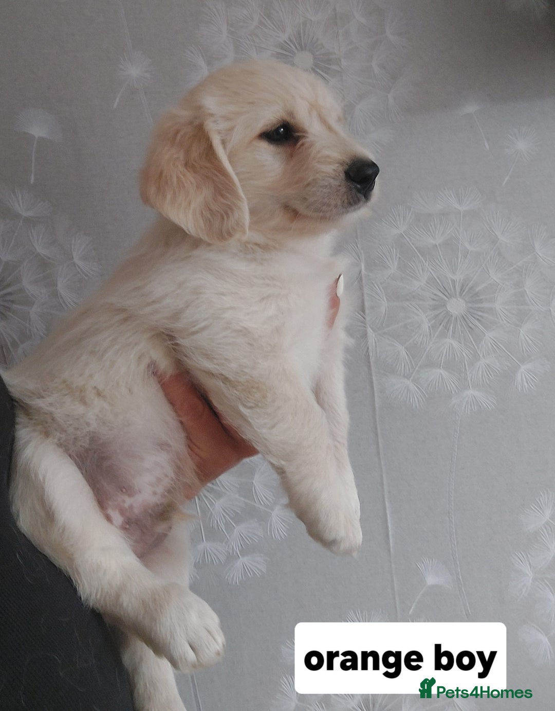 Labradoodle dogs for sale: Beautiful labradoodle pups  - Image 9