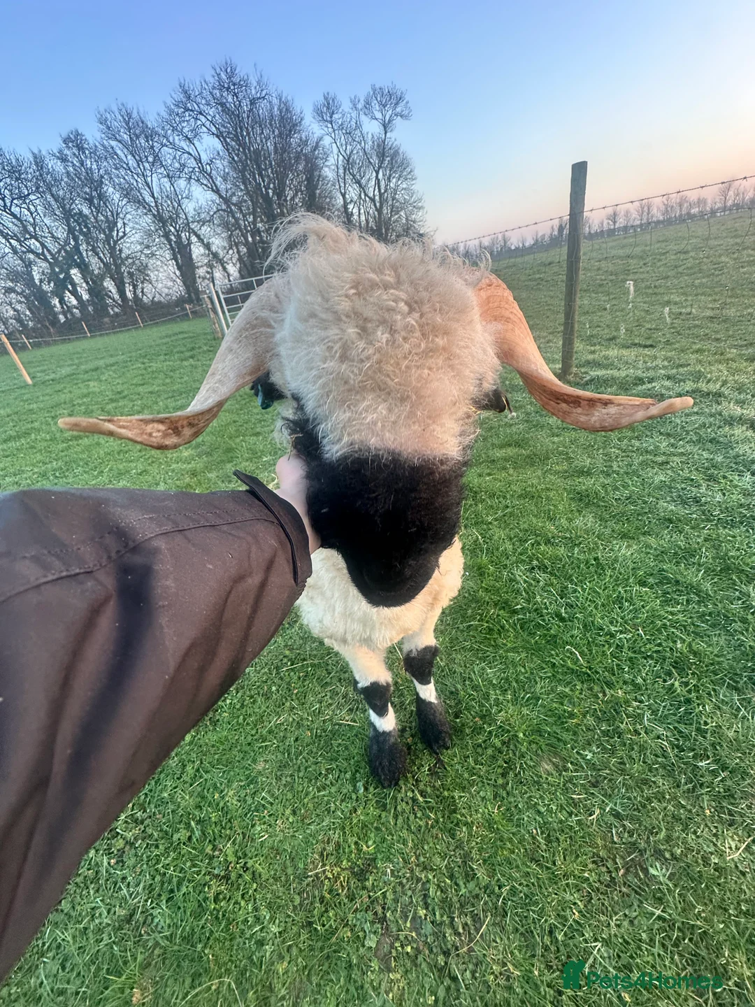Sheep livestock for sale: Valais Balcknose Breeding Ram in Somerton - Advert 1