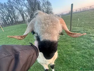 Sheep livestock Valais Balcknose Breeding Ram - Advert 1