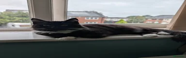 The Tuxedo Kitten