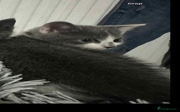 British Shorthair cats for sale: Kittens for sale bradford - Image 13