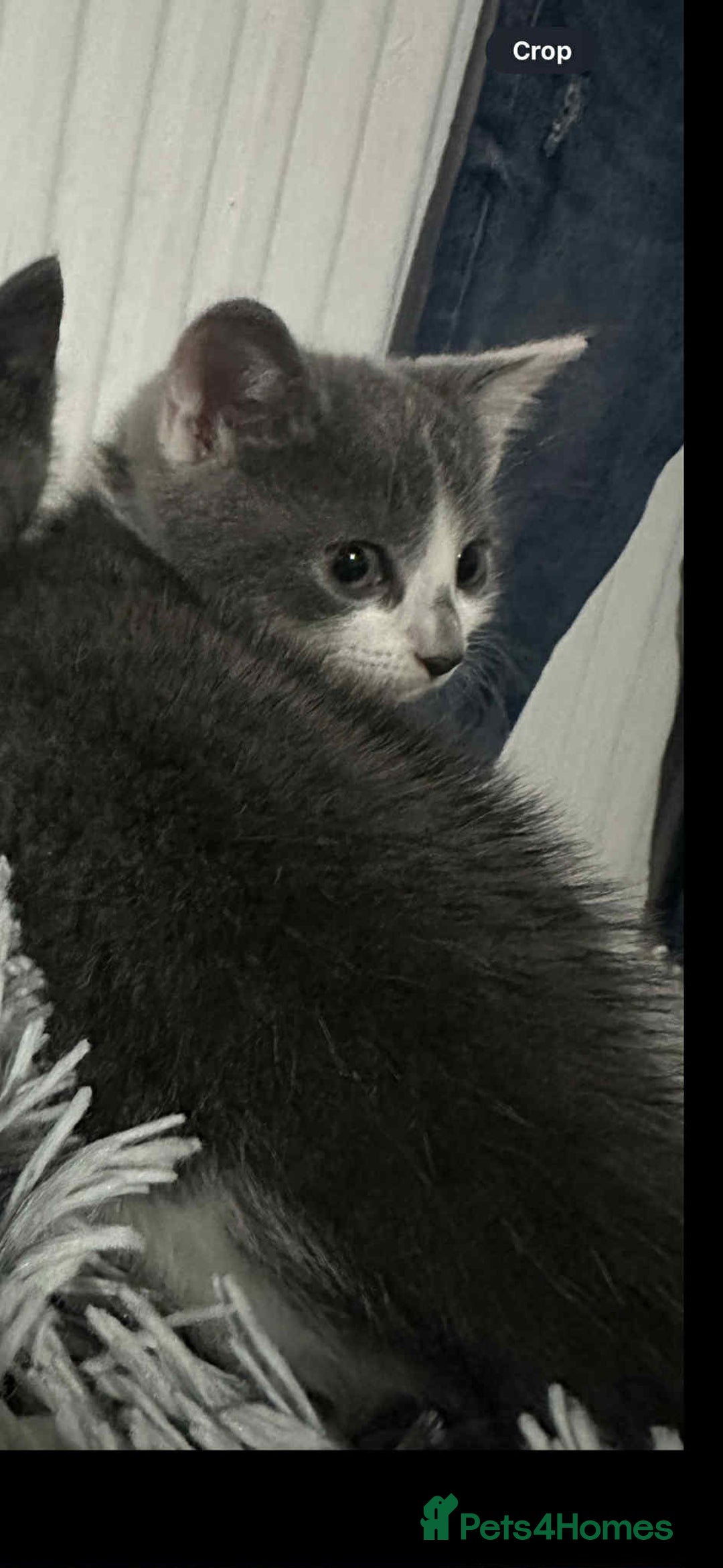 British Shorthair cats for sale: Kittens for sale bradford - Image 13