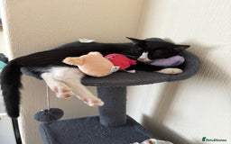 Mixed Breed cats for sale: 3 kittens for rehoming - Image 4
