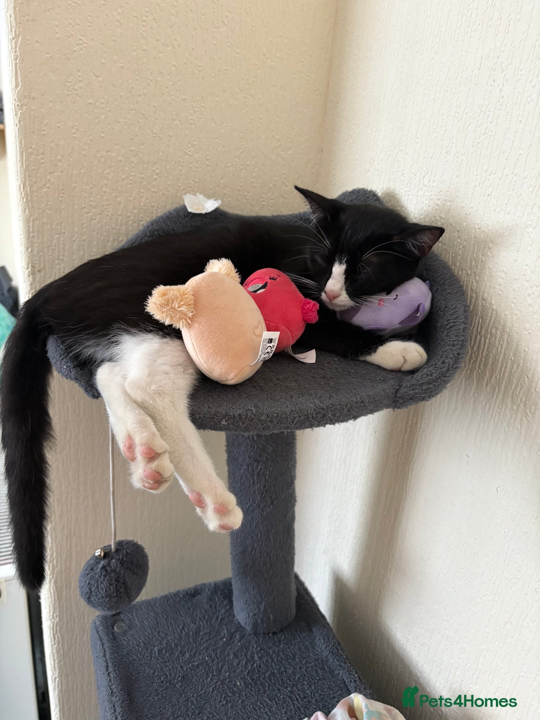Mixed Breed cats for sale: 3 kittens for rehoming - Image 4