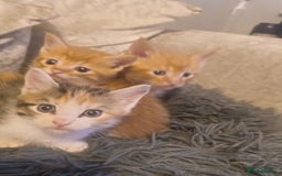 Maine Coon cats for sale: Half Maine coon ready to leave now - Image 13