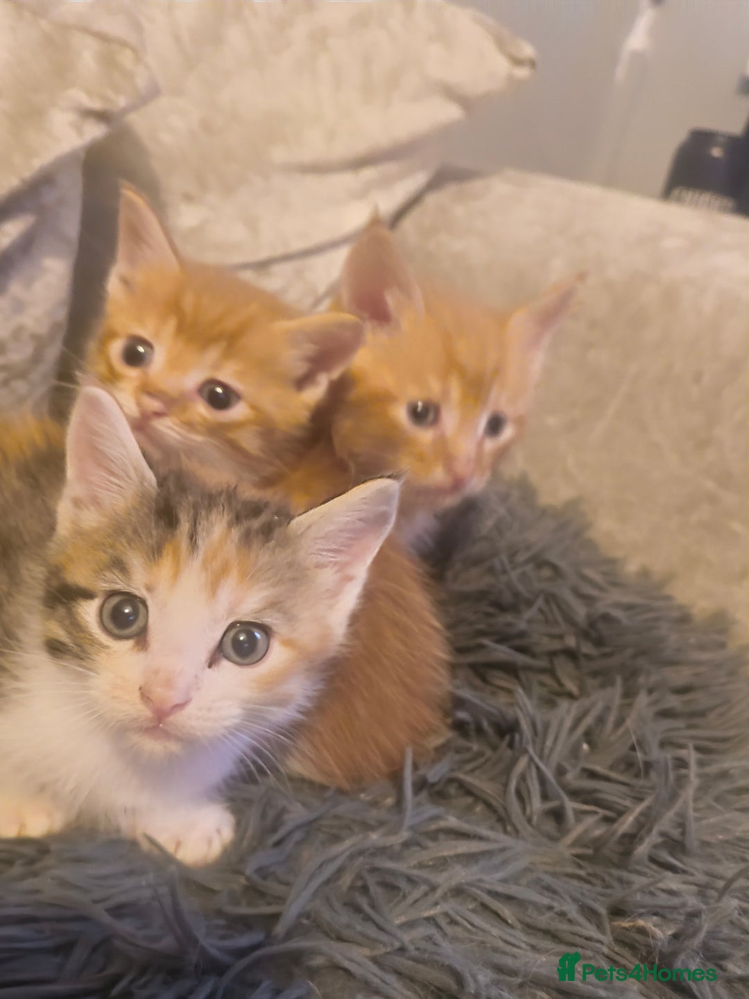 Maine Coon cats for sale: Half Maine coon ready to leave now - Image 13