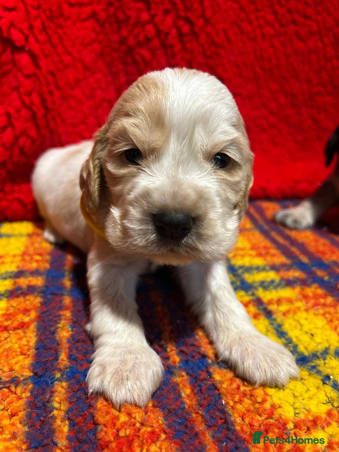 Cocker Spaniel dogs for sale: Kc Reg Cocker Spaniels parents DNA Clear  - Advert 14