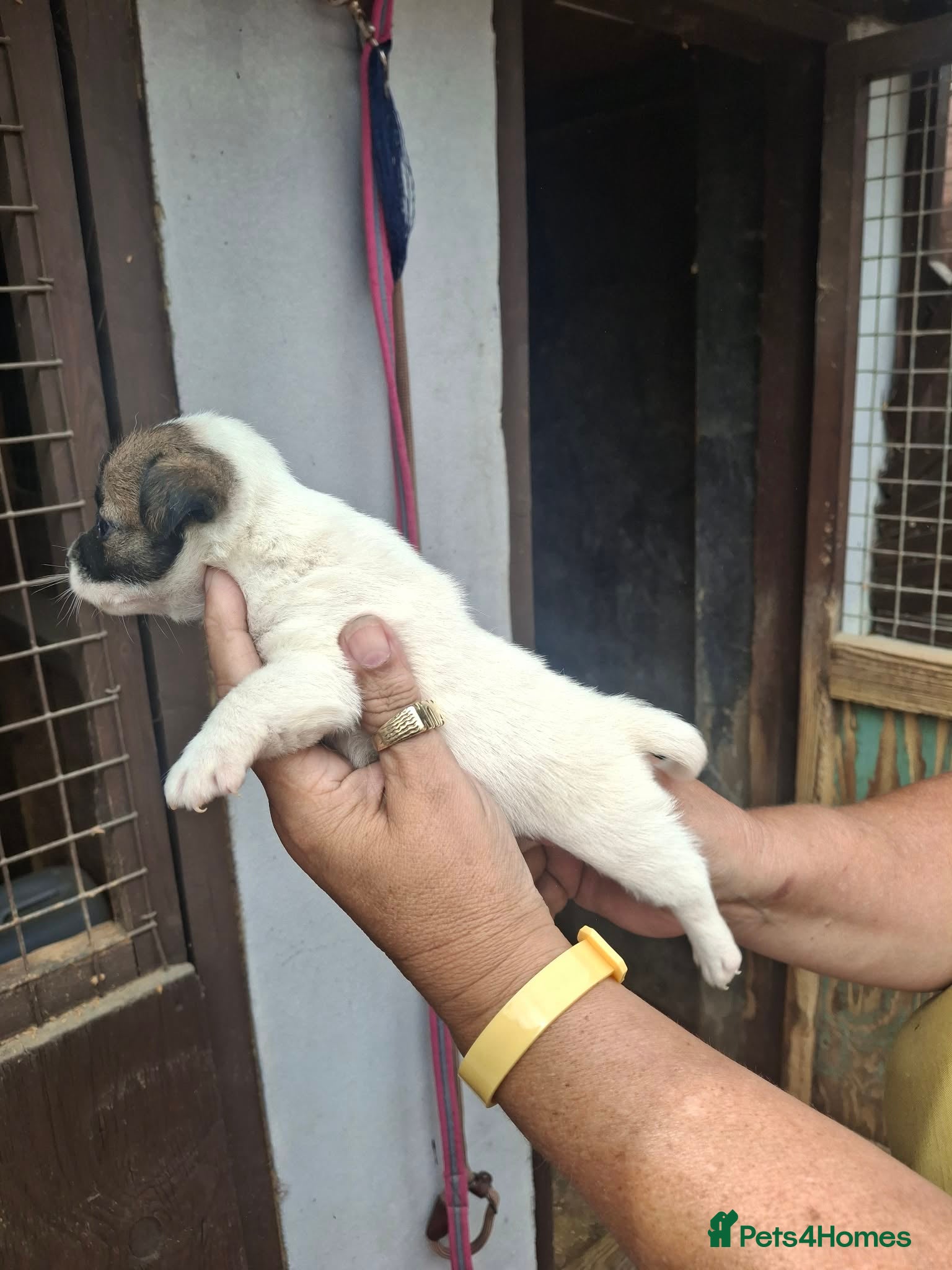 Jack Russell dogs for sale: Jack Russell puppys in Enfield - Advert 3