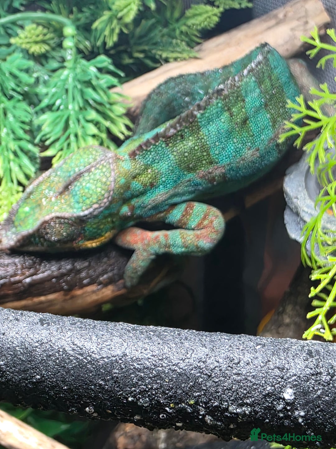 Chameleon reptiles for sale: Nosy B Chameleon  - Advert 9