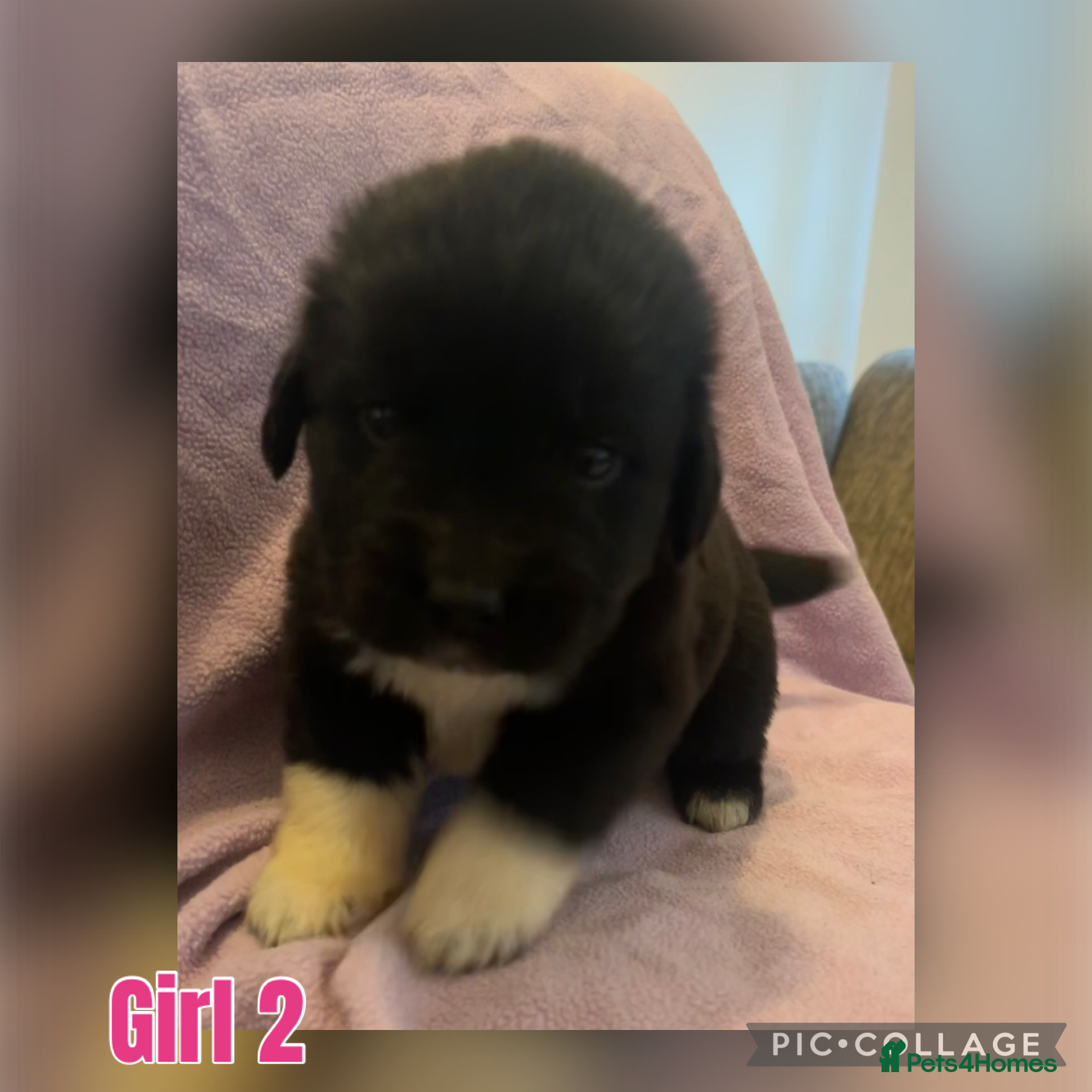 Mixed Breed dogs for sale: Black & landseer Newfoundland puppies  - Advert 16