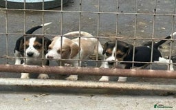 Beagle dogs for sale: Pedigree Beagle Puppies for Sale – Healthy - Image 6