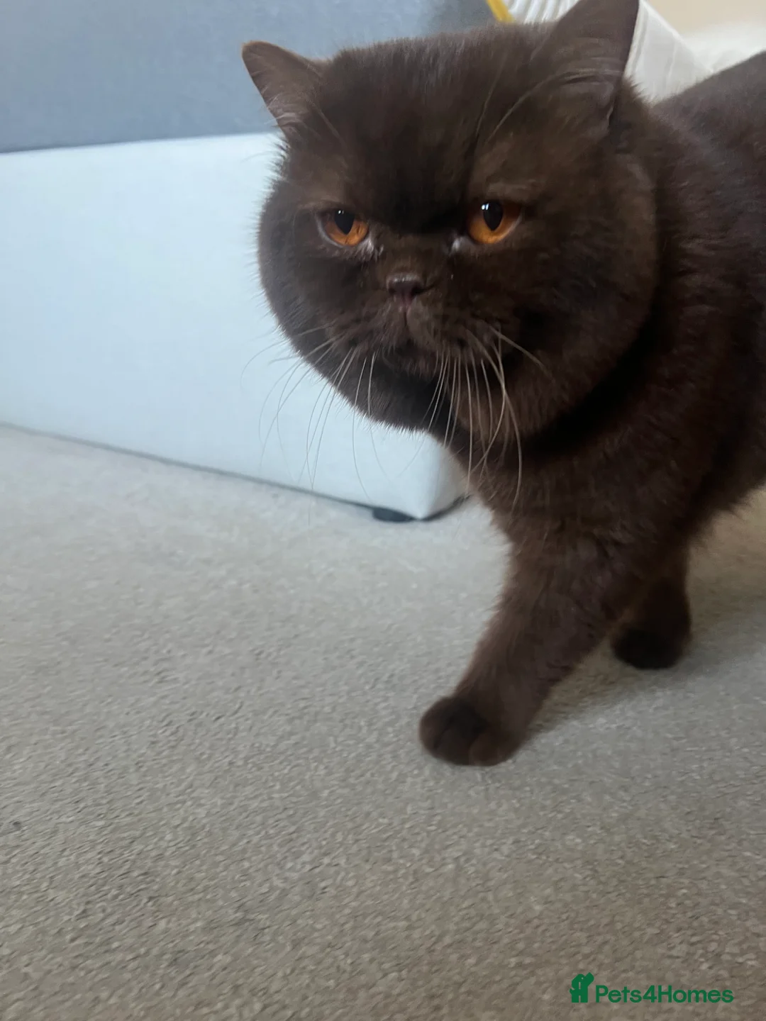British Shorthair cats for sale: Active chocolate British short hair male - Advert 9