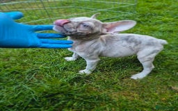 French Bulldog dogs for sale: Adorable French Bulldog Puppies For Sale - Image 6