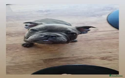 French Bulldog dogs for sale: Blue male French bulldog  - Image 3