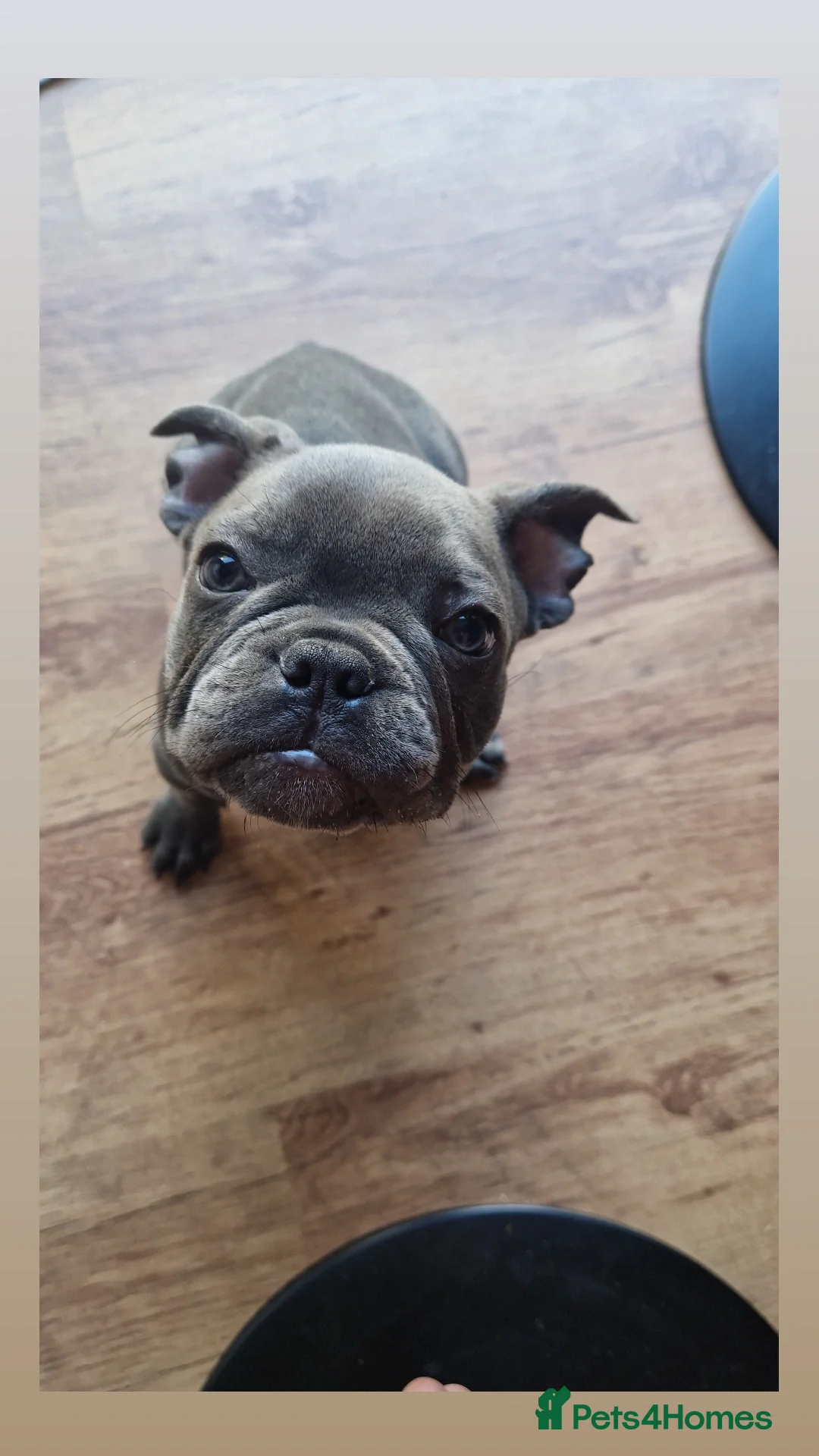 French Bulldog dogs for sale: Blue male French bulldog  - Image 3