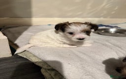 Mixed Breed dogs for sale: Female shih tzu cross yorkie  - Advert 4