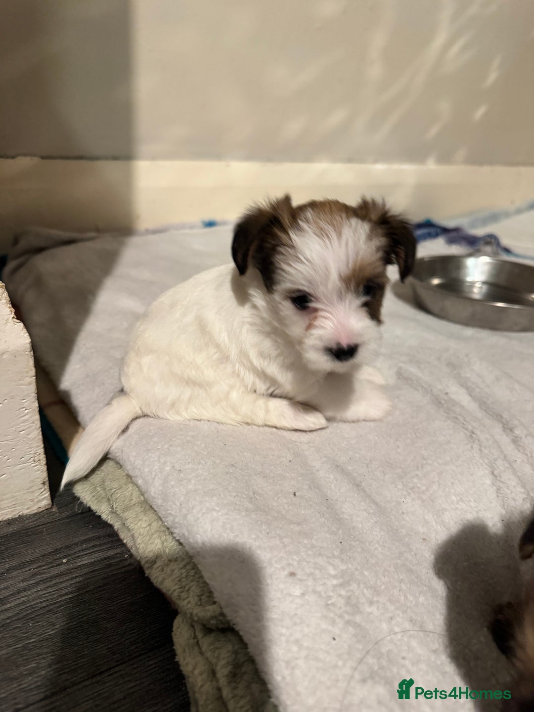 Mixed Breed dogs for sale: Female shih tzu cross yorkie  - Advert 4