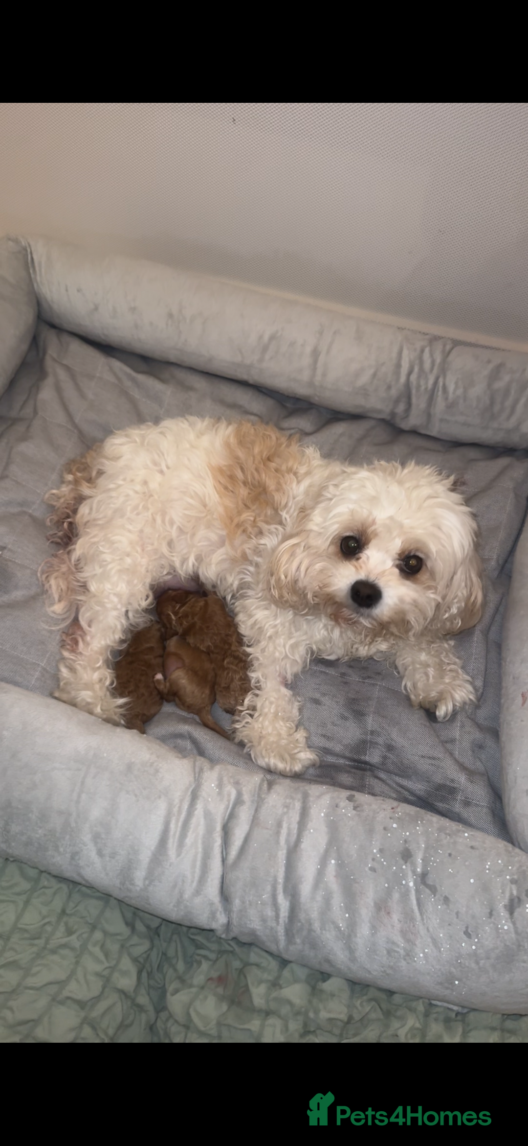 Cavapoochon dogs for sale: Cavapoochons for sale   - Advert 9