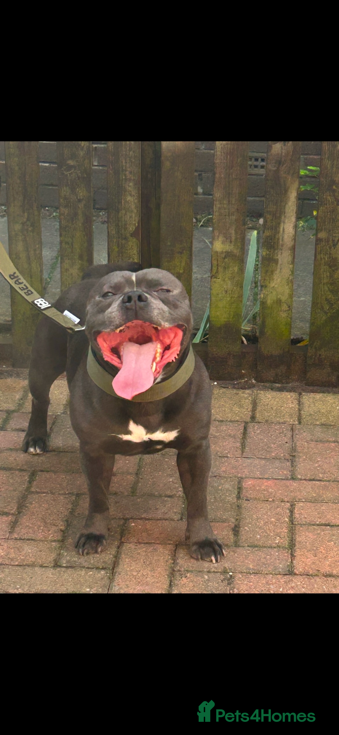 Staffordshire Bull Terrier dogs for sale: Pure Pedigree Blue Staffie Pups - Advert 2