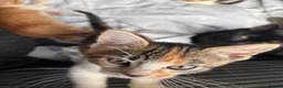 Mixed Breed cats for sale: 🐱 Six Kittens Looking for Loving Homes! 🐾 - Advert 32