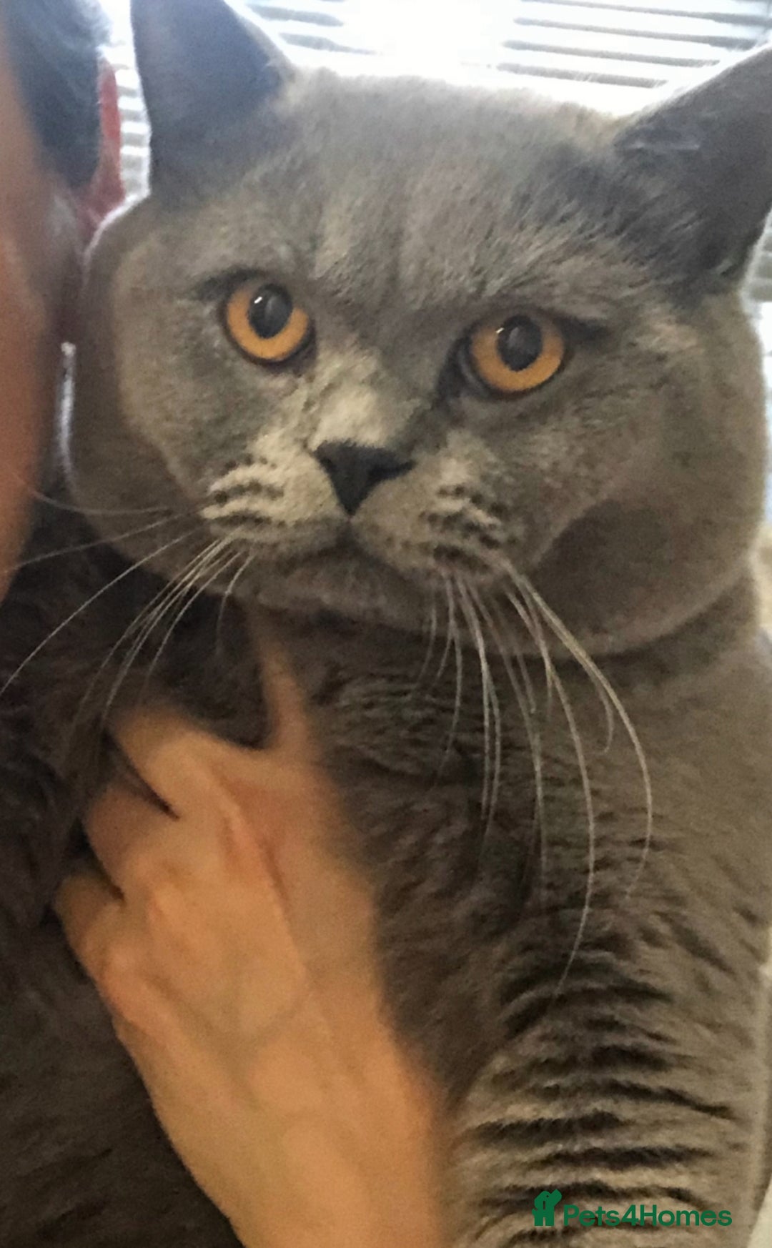 British Shorthair cats for sale: 3 British Shorthair kittens ready for loving home  - Advert 5