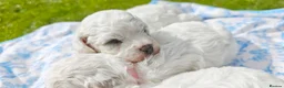 Bichon Frise dogs for sale: Sweet Bichon Frise puppies- Champion Bloodline - Advert 26