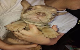 French Bulldog dogs for sale: Beautiful chunky Frenchies - Image 29