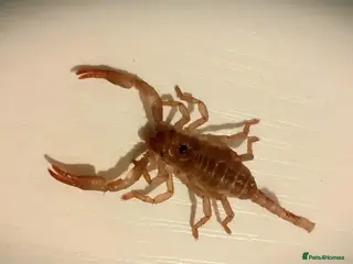 Scorpions invertebrates Asian Forest Scorpions Available Now - Advert 12