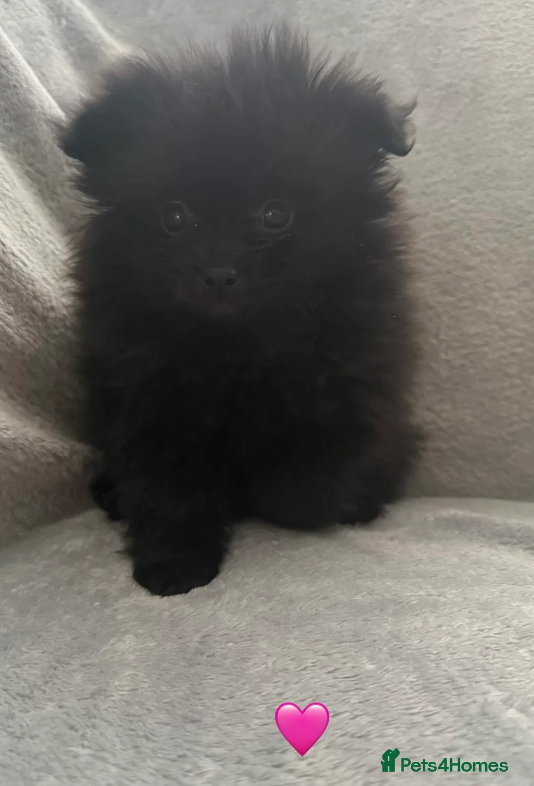 Pomeranian dogs for sale: Stunning Pomeranian Puppy’s 🫶🏽 - Advert 3