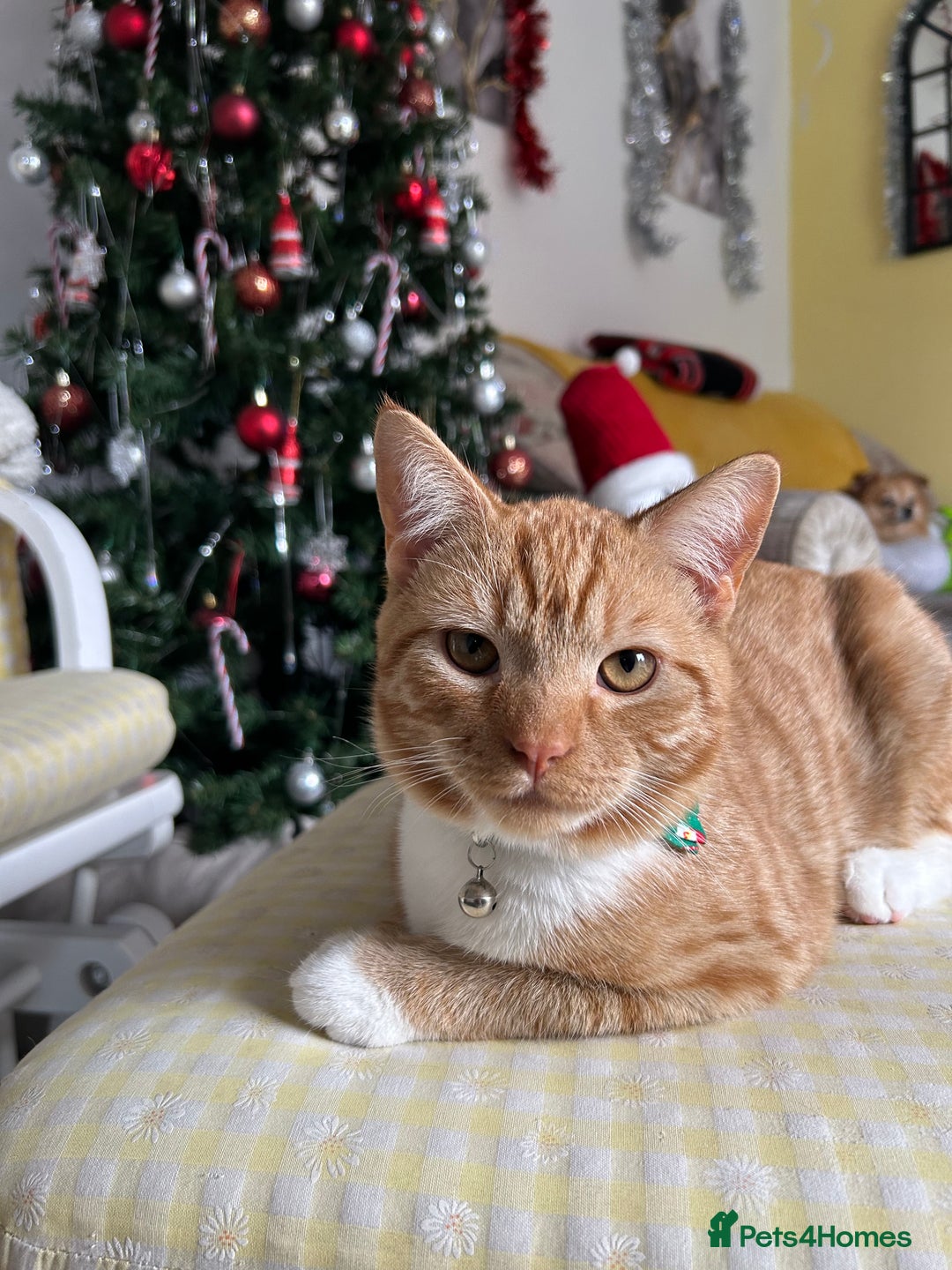 Mixed Breed cats for sale: 8month old male kitten - Advert 3