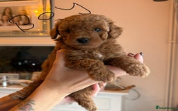 Poochon dogs for sale: Beautiful poochon puppies - Image 7