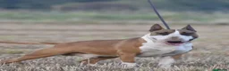 English Bull Terrier dogs for sale: KC Registered English Bull Terrier puppies - 14/6 - Advert 2